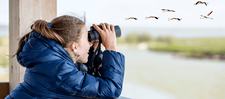 Best Binoculars for Birding reviews