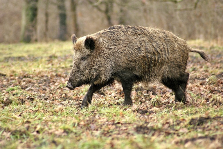 7 Essential Hog Hunting Tips And Tricks For Beginners