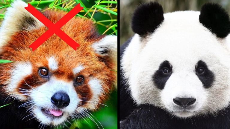Why Red Panda Hunting Is Illegal?