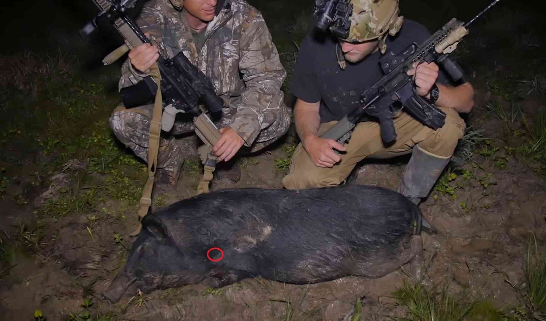 Where to shoot a hog