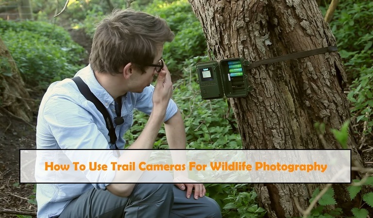 How To Use Trail Cameras For Wildlife Photography
