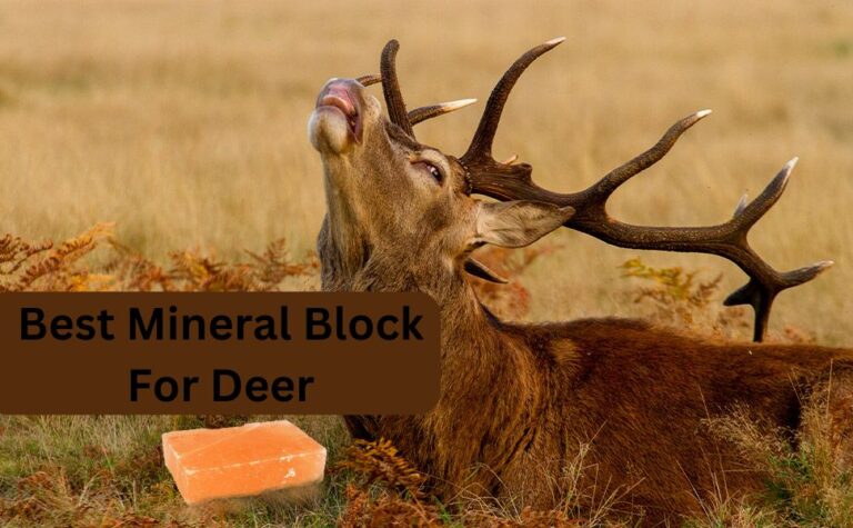 Best Mineral Blocks For Deer: Top Options To Attract And Nourish Deer